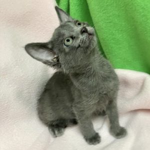 Picture of Pine