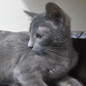 Picture of Pine