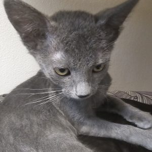 Picture of Pine