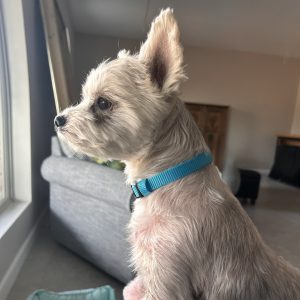 Picture of Riley