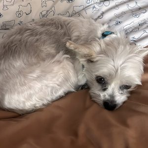 Picture of Riley