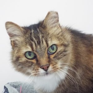 Picture of Rusty