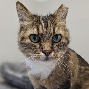 Picture of Rusty