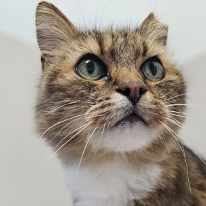 Picture of Rusty