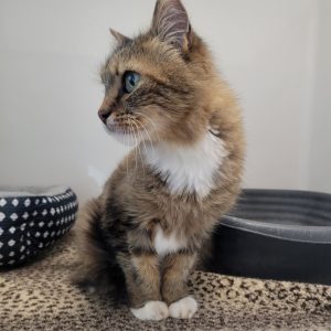 Picture of Rusty