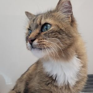 Picture of Rusty