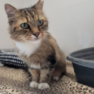 Picture of Rusty