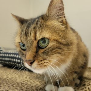 Picture of Rusty