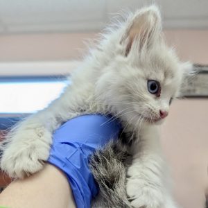 Picture of Snowy