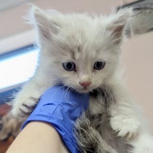 Picture of Snowy