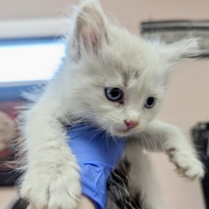 Picture of Snowy