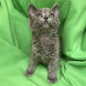 Picture of Spruce