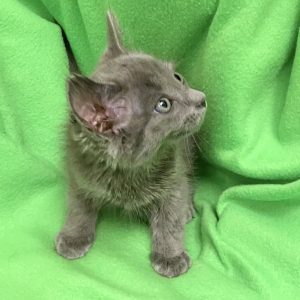 Picture of Spruce