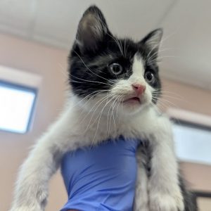 Picture of Stormy