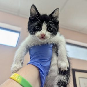 Picture of Stormy