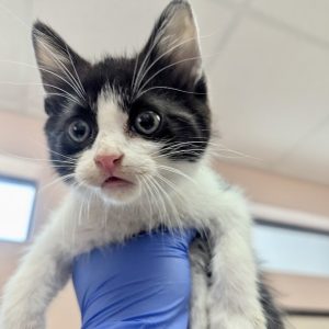 Picture of Stormy