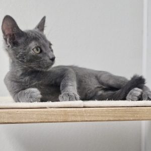 Picture of Teak
