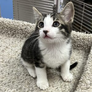 Picture of Toto