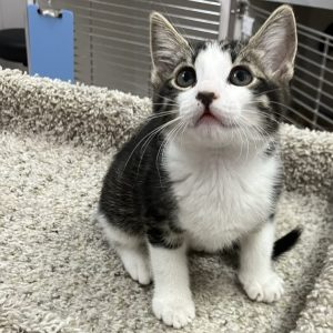 Picture of Toto