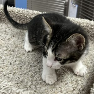 Picture of Toto