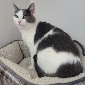 Picture of Viola