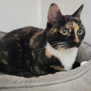 Picture of Violet