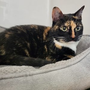 Picture of Violet