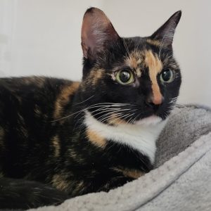 Picture of Violet