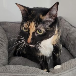 Picture of Violet