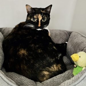Picture of Violet