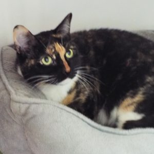 Picture of Violet