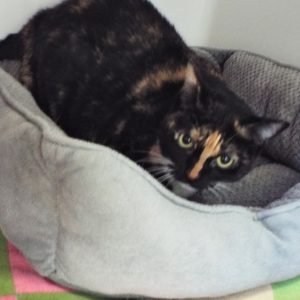 Picture of Violet