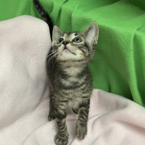 Picture of Walnut