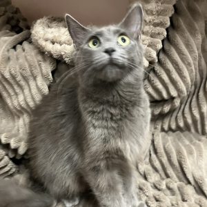Picture of Ash