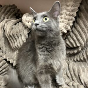 Picture of Ash