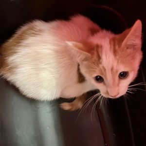 Picture of Boomer