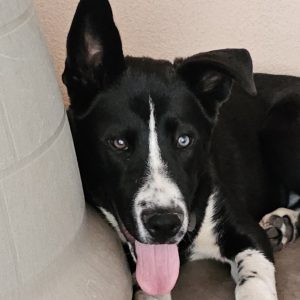 Picture of Bud