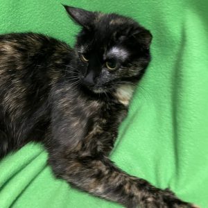 Picture of Cashmere