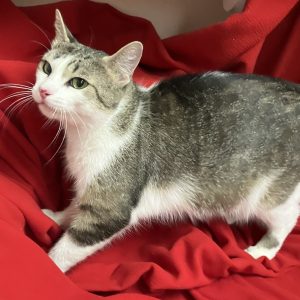 Picture of Cirrus