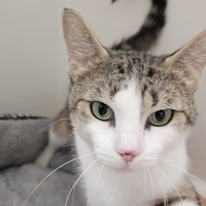 Picture of Cirrus