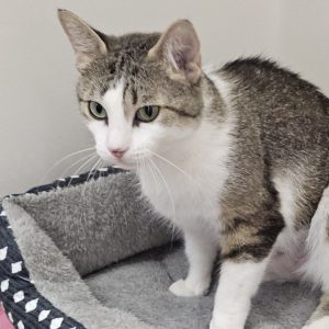 Picture of Cirrus