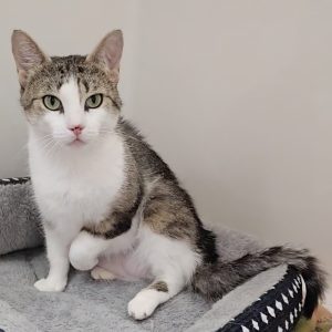 Picture of Cirrus