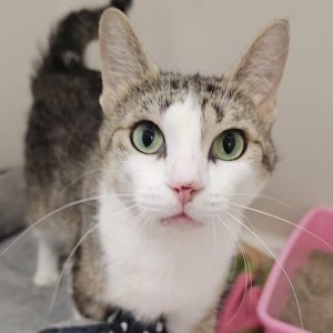 Picture of Cirrus