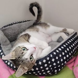 Picture of Cirrus