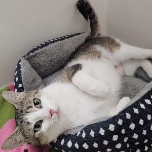 Picture of Cirrus