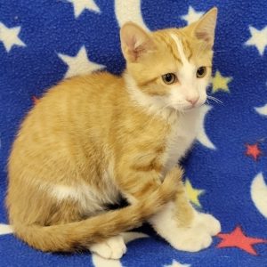 Picture of Firecracker
