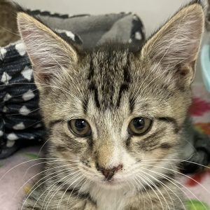 Picture of Fonzie