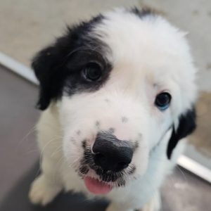Picture of Frosty