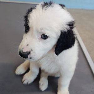 Picture of Frosty