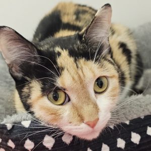 Picture of Gremlin